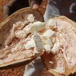Baobab Polpa del Frutto Polvere