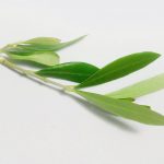 foglie di olivo e le sue innumerevoli proprietà