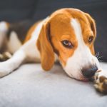 Lo Stress nei Cani come riconoscerlo ed affrontarlo