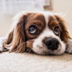 Ansia e Stress nei cani in base a età, sesso e razze